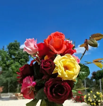 Primavera Andipáta